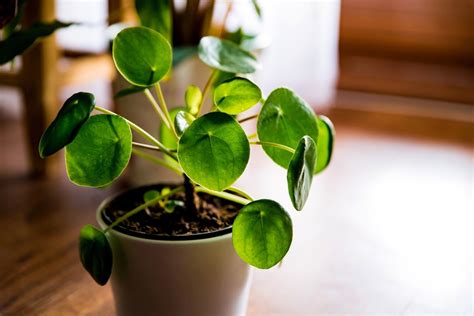 money plant 777|Money Plant: How to Grow, and Care for Chinese Money Plant .